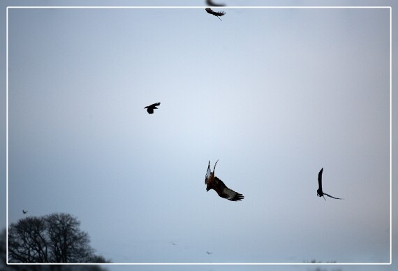 IMG_8580 5D